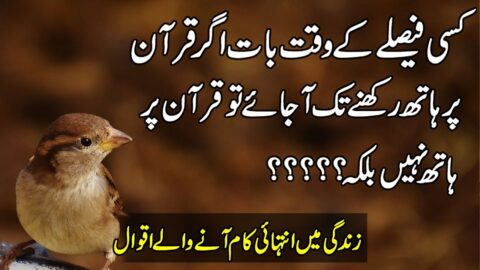 Collection Of Beautiful Quotes By Zubair Maqsood | Quotes About Life In Urdu | Inspirational Quotes