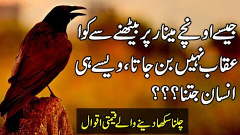 Unique Urdu Words By Zubair Maqsood | Quotes In Urdu | Motivational Hindi Quotes | Aqwal e Zareen