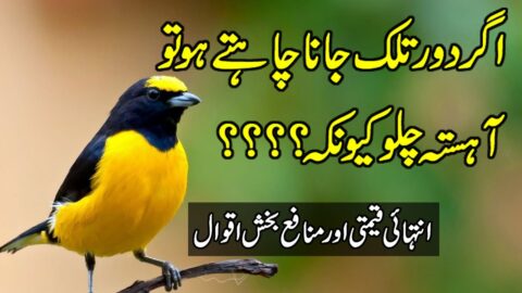 Best Urdu Quotes | Quotes About Life | Inspirational Hindi Quotes | Zubair Maqsood Quotes In Urdu |