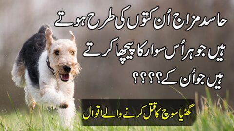 Precious Words In Urdu | Quotes About Success | New Quotes On Love | Hindi Quotes | Aqwal E Zareen