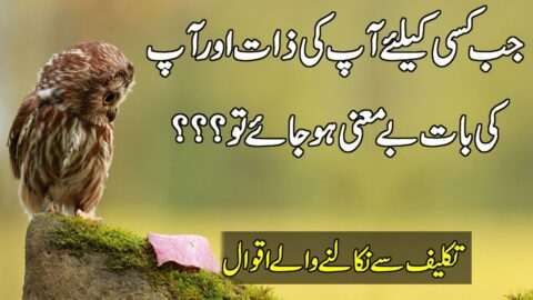 Amazing Collection Of Urdu Quotes | Quotes About Success | Motivational Quotes | Best Hindi Quotes