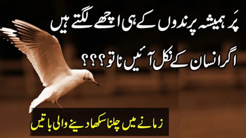 Collection Of Golden Words By Zubair Maqsood | Saddest Quotes In Urdu | Hikmat Ki Batain in Hindi