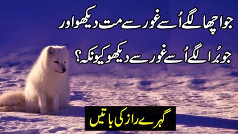 Heart Touching Quotes | Urdu Quotes | Aqwal E Zareen | Quotes About Relations | Husband Wife Quotes