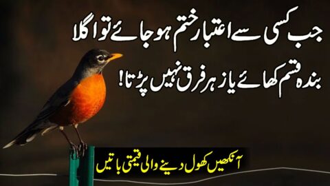 Life Changing Quotes | Motivational Quotes In Hindi | Best Urdu Quotes | Urdu Quotes Status |