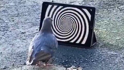 UNUSUAL MEMES COMPILATION V124