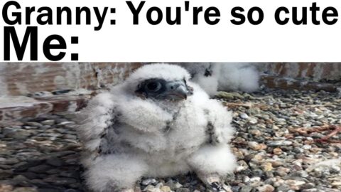 Daily Juicy Memes 711