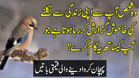 Beautiful Urdu Quotes Status | Love Quotes In Urdu | Aqwal E zareen | Hindi Inspirational Quotes