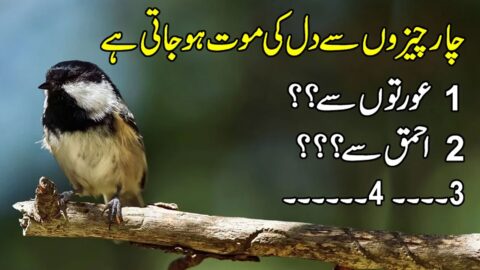 Beautiful Urdu Quotes About Life | Golden Words In Urdu | Motivational Hindi Quotes | Urdu Aqwal