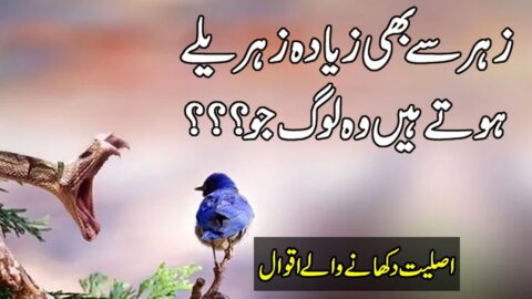 Quotes That Will Change Your life | Heart Touching Urdu Quotes | Urdu Quotes | Love Hindi Quotes