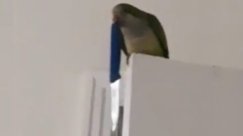 UNUSUAL MEMES COMPILATION V165