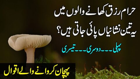 Haram Khane Walon Main 3 Nishaniyan Pai Jati Hain | Precious Urdu Quotes | Urdu Hindi Quotes |