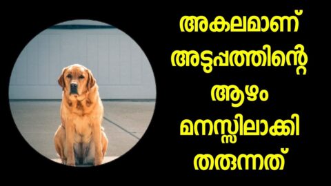 Life Quotes💔😪 | Malayalam Life Quotes | Sad Quotes😪| Feel Quotes | Part 114 | Must Watch